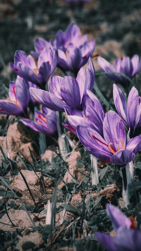 Saffron flowers