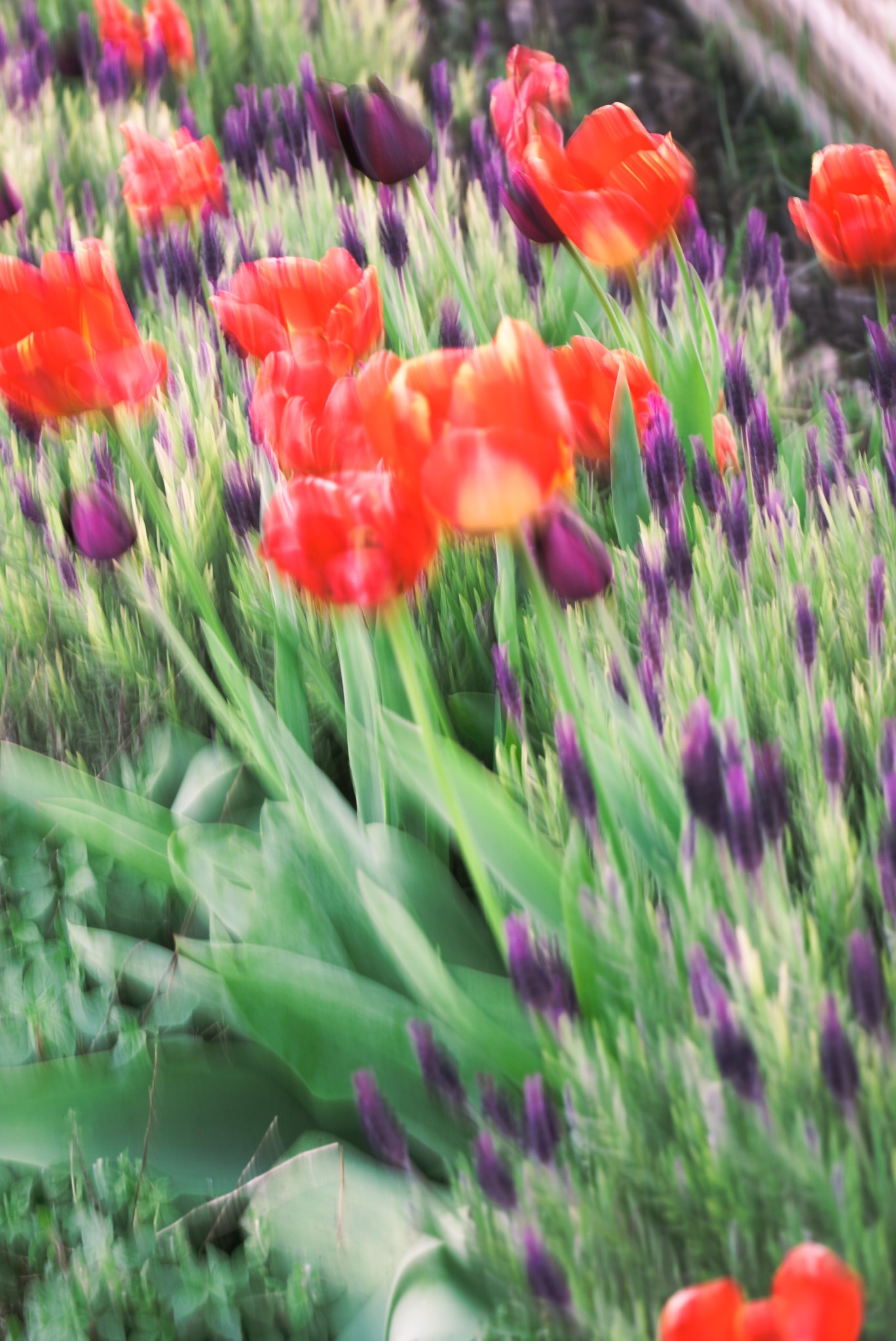 Red tulips in bloom among purple buds in garden