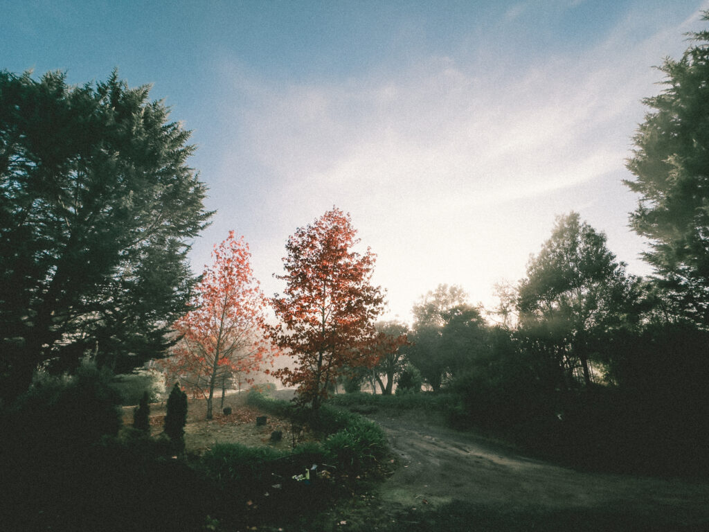 Golden light of dawn filters through vibrant autumn leaves in a serene countryside setting. A pathway leads through lush greenery, creating a tranquil atmosphere.