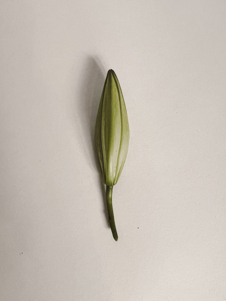 Minimalist, almost spiritual image of a plant, right before blossoming. 