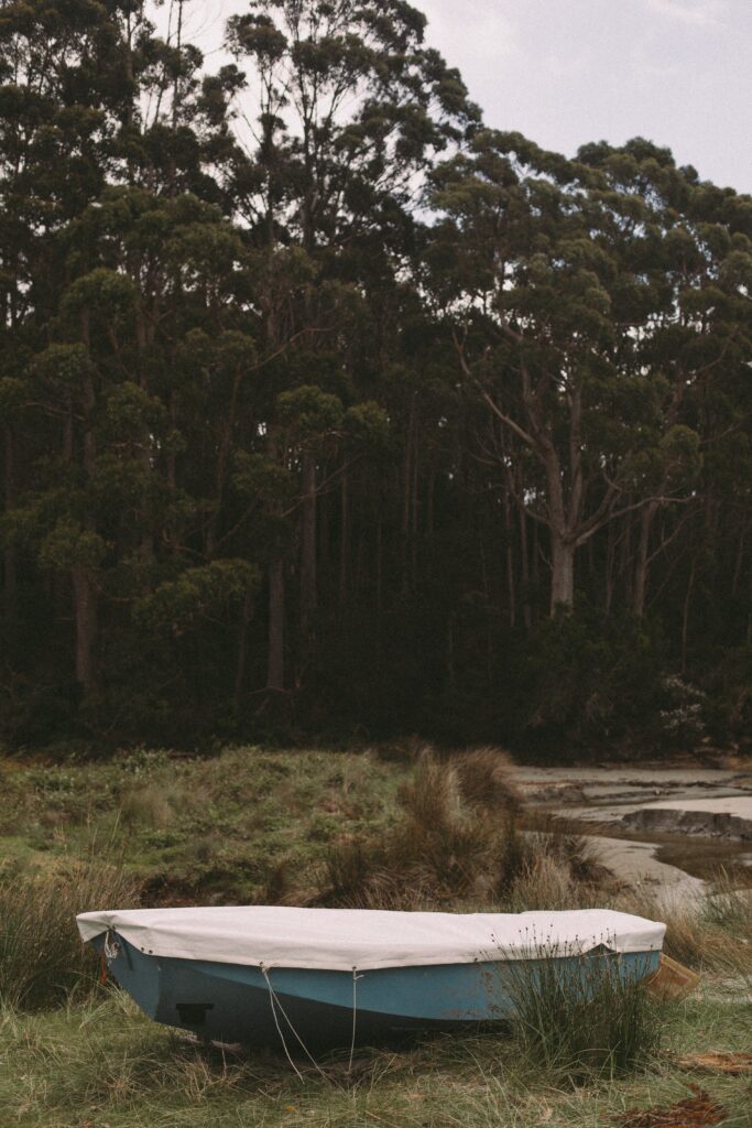 Subtle-Moments-Abandoned-boat-rests-in-coastal-marshland-beneath-tall-eucalyptus-trees