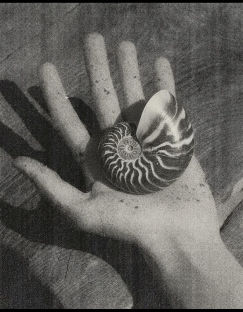 Child_s hand holding nautilus shell_ natural wonder exploration.