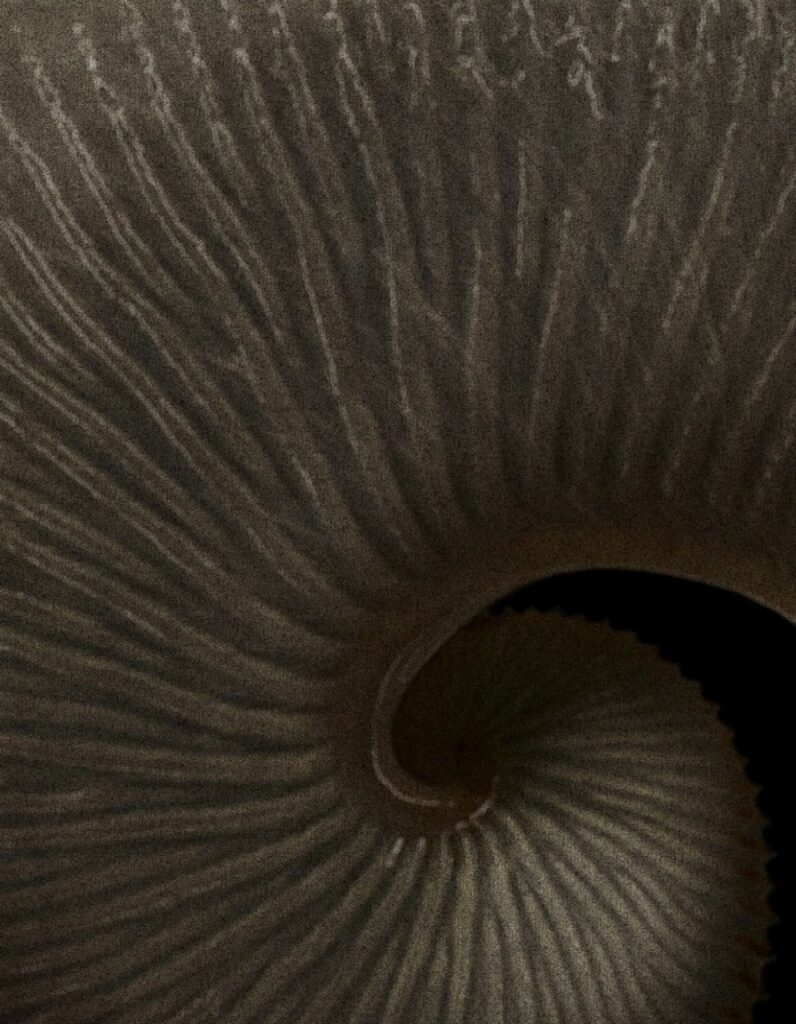 Close-up of spiral shell texture with radiating ridges