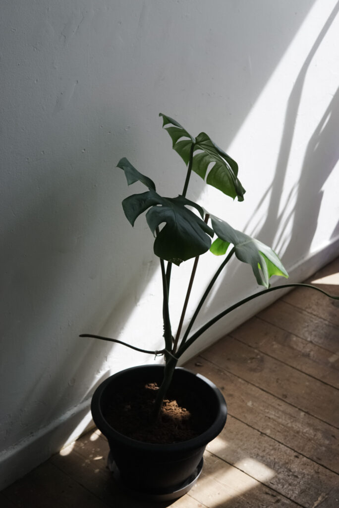 potted plant in the sun
